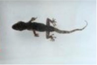 爬行類動(dòng)物浸制標(biāo)本