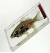 魚解剖浸制標(biāo)本