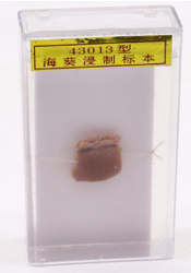 海葵標(biāo)本